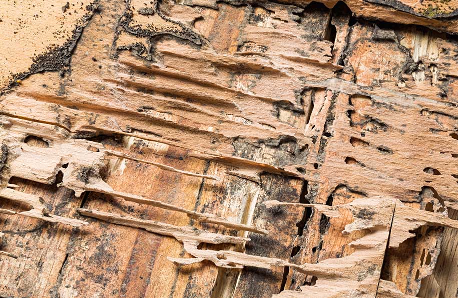 Wood Rot from Termites